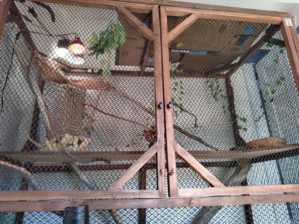 Iguana cage setup with mesh