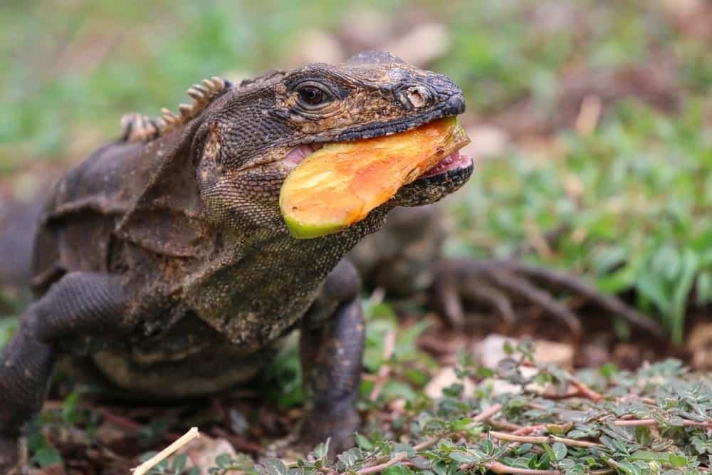 Iguana eating slice of apple