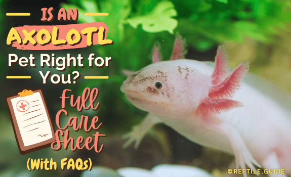 Is an Axolotl Pet Right for You Full Care Sheet With FAQs