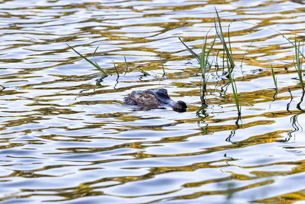 dwarf caiman submerged in water with its head visible