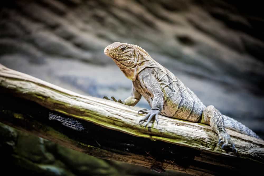 Rhinoceros Iguana (Cyclura cornuta) resting on a trunk