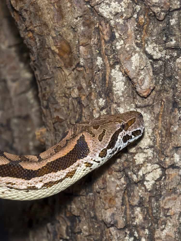 Madagascar Ground Boa