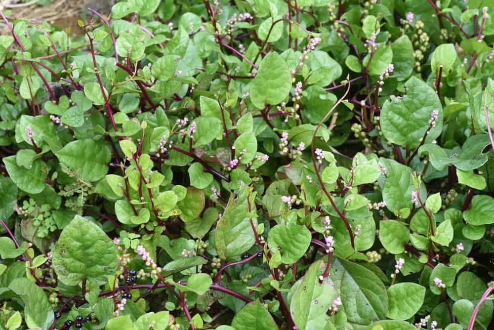 Malabar spinach growing in a garden