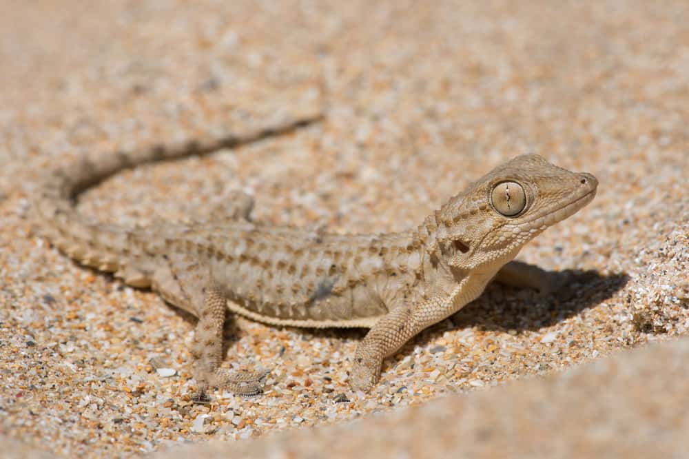 Moorish gecko on sand