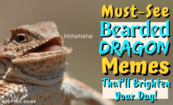 Awesome Bearded Dragon Memes: Our Picks for the Best of 2022