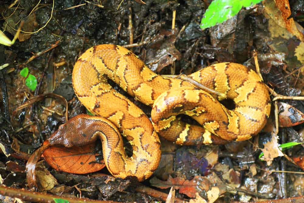 Yellow Guinea Ground Viper Boa (Candoia aspera)