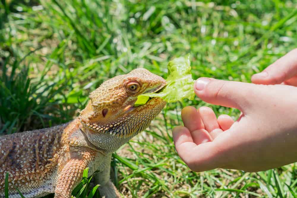 Bearded dragon outdoors eating lettuce out of a woman's hands