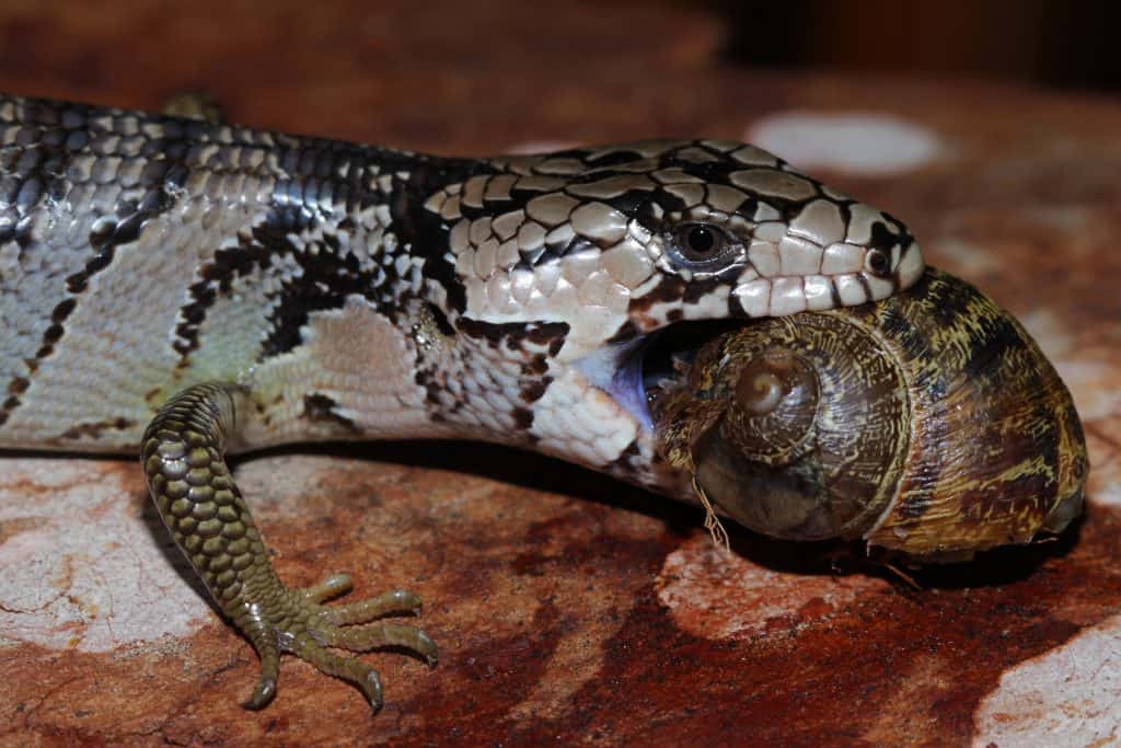 Pink Tongue Skink Diet