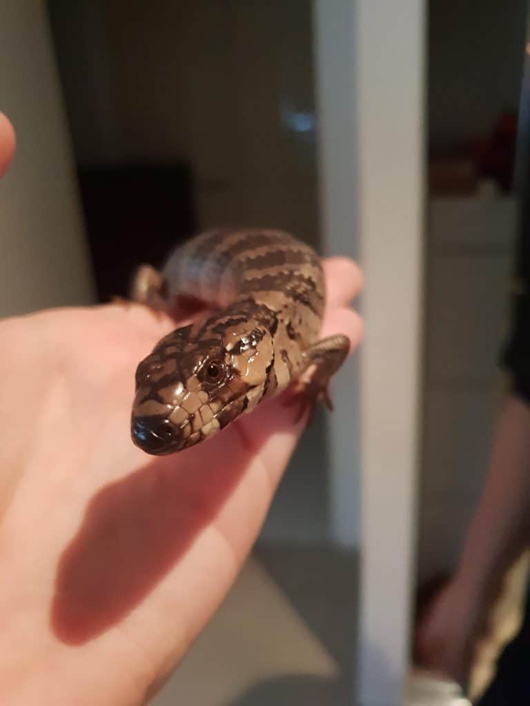 Pink tongue skink on its owner's hand