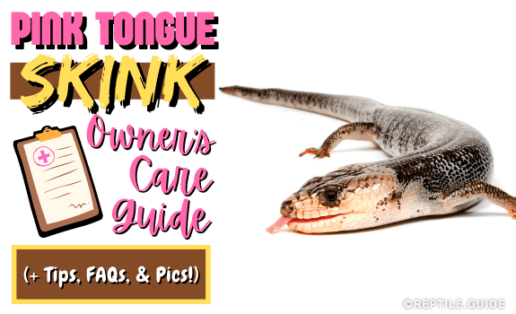 Pink Tongue Skink Owner's Care Guide (+ Tips, FAQs, & Pics!) (1)