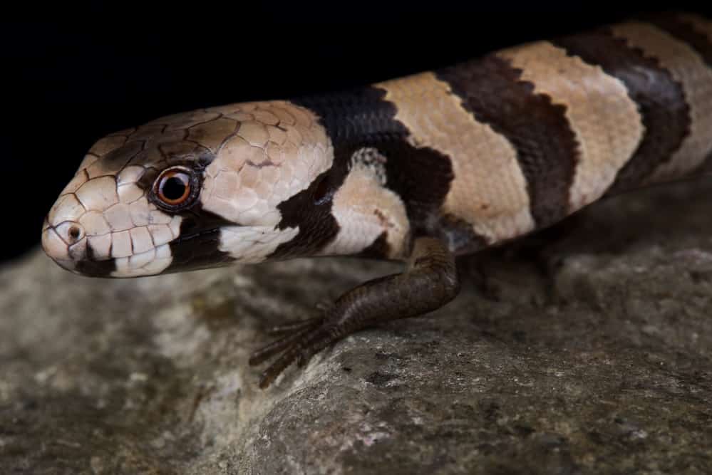 Pink-Tongued Skink Health Concerns