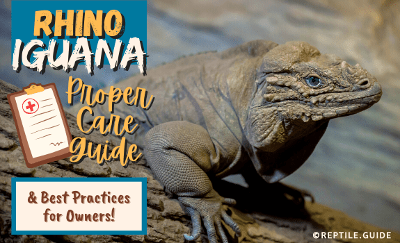 Rhino Iguana Proper Care Guide & Best Practices for Owners!