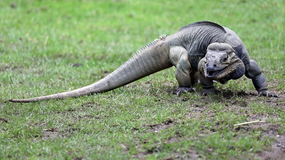 Rhino Iguana in a defensive pose while on grass