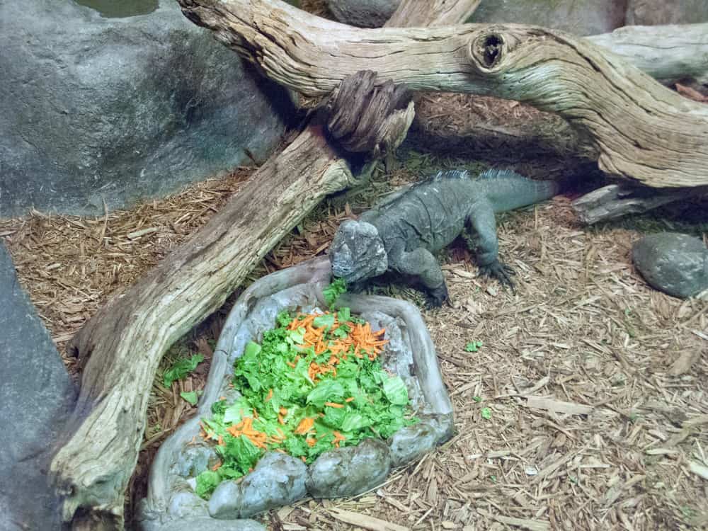 Rhino Iguana eating lunch