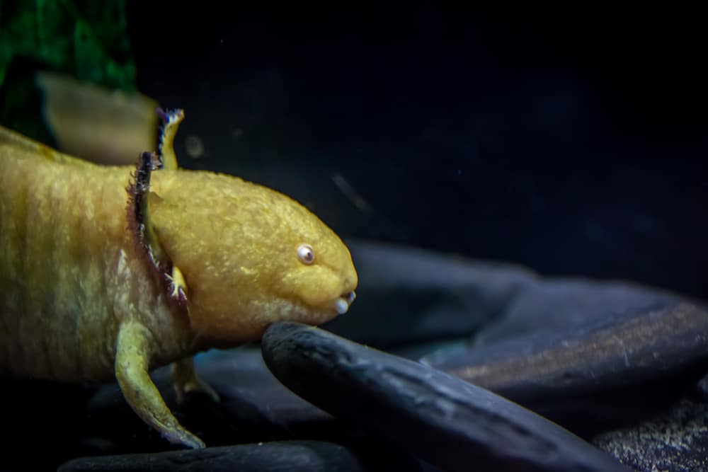 axolotl walking along the bottom of its tank