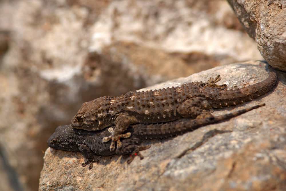 Tarentola mauritanica, Moorish Wall Gecko