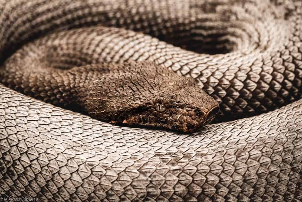 Viper Boa Care Sheet