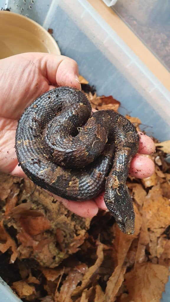 Viper Boa Morphs