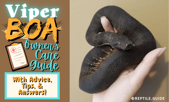 Viper Boa Owner's Care Guide With Advice, Tips, & Answers!