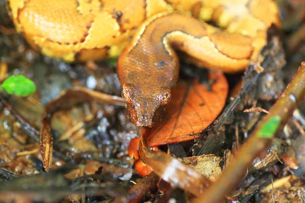 Viper boa among leaves on the ground