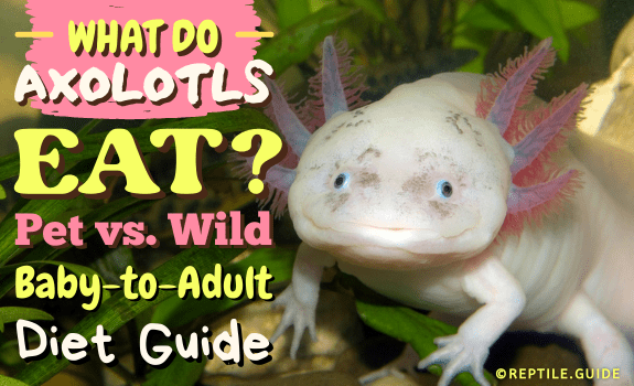 What Do Axolotls Eat Pet vs. Wild Baby-to-Adult Diet Guide