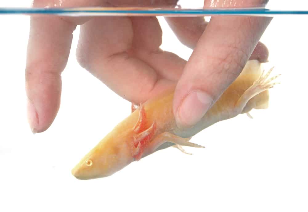 stock image of a person's hand attempting to pick up an axolotl