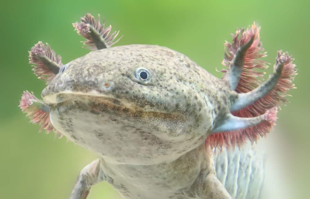 closeup of axolotl's face and feathery gills