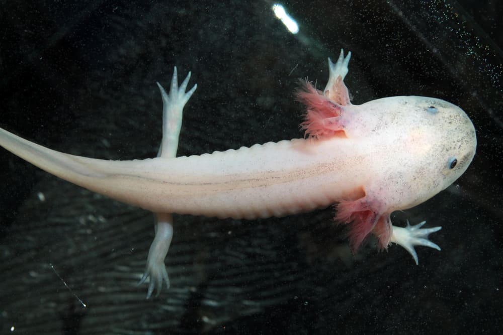 an underweight white axolotl