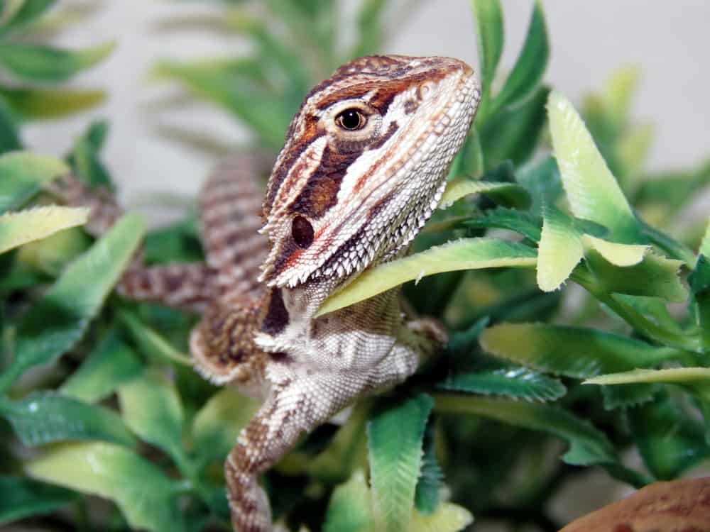 bearded dragon resting among leaves