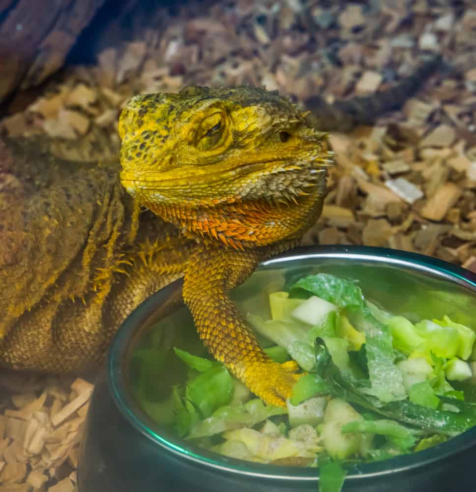 Bearded dragon next to a bowl of salad