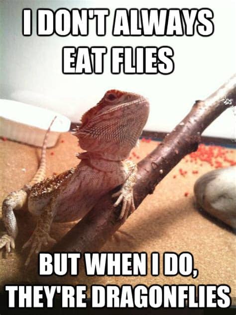 bearded dragon eating dragonflies meme