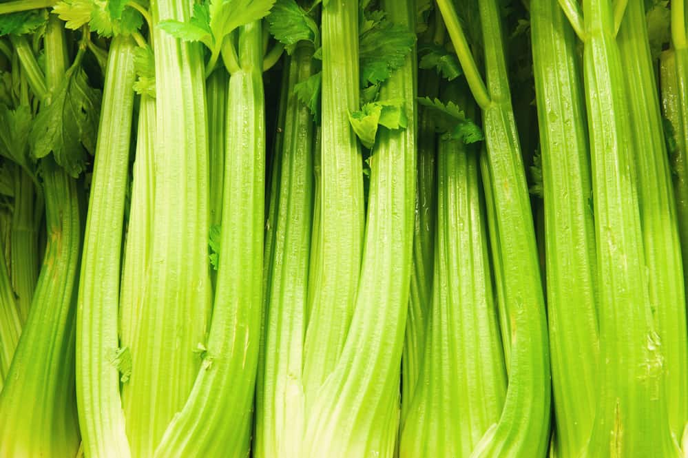 closeup of celery stalks