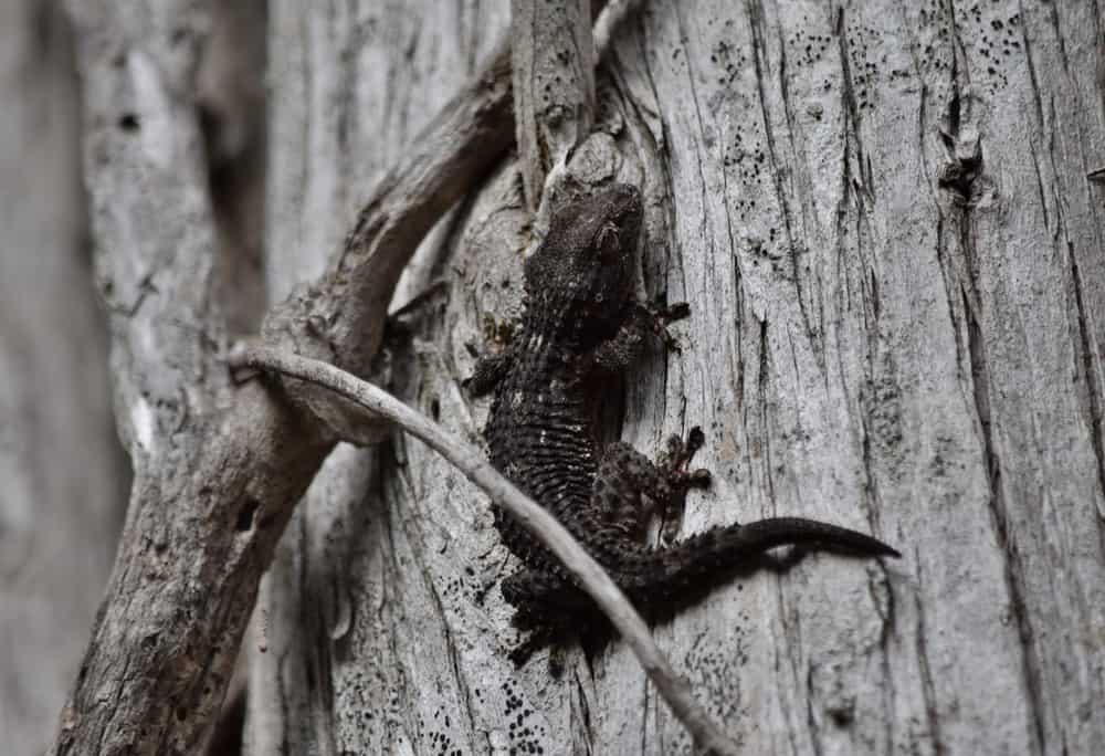 Black Moorish Gecko climbing a tree