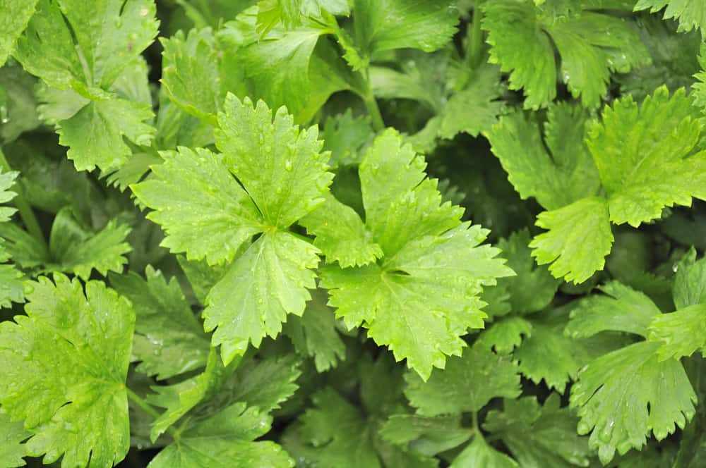 Green Celery Leaves Growing in a Vegetable Patch