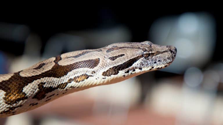 Dumeril's Boa: All Baby-to-Adult Care Needs & FAQs Explained