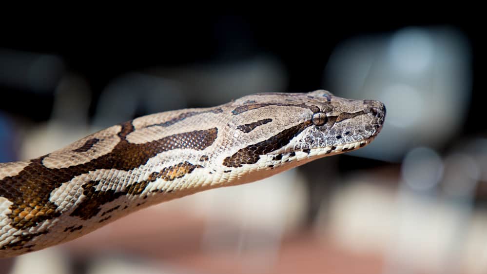 Closeup of Madagascar a dumeril's boa's head