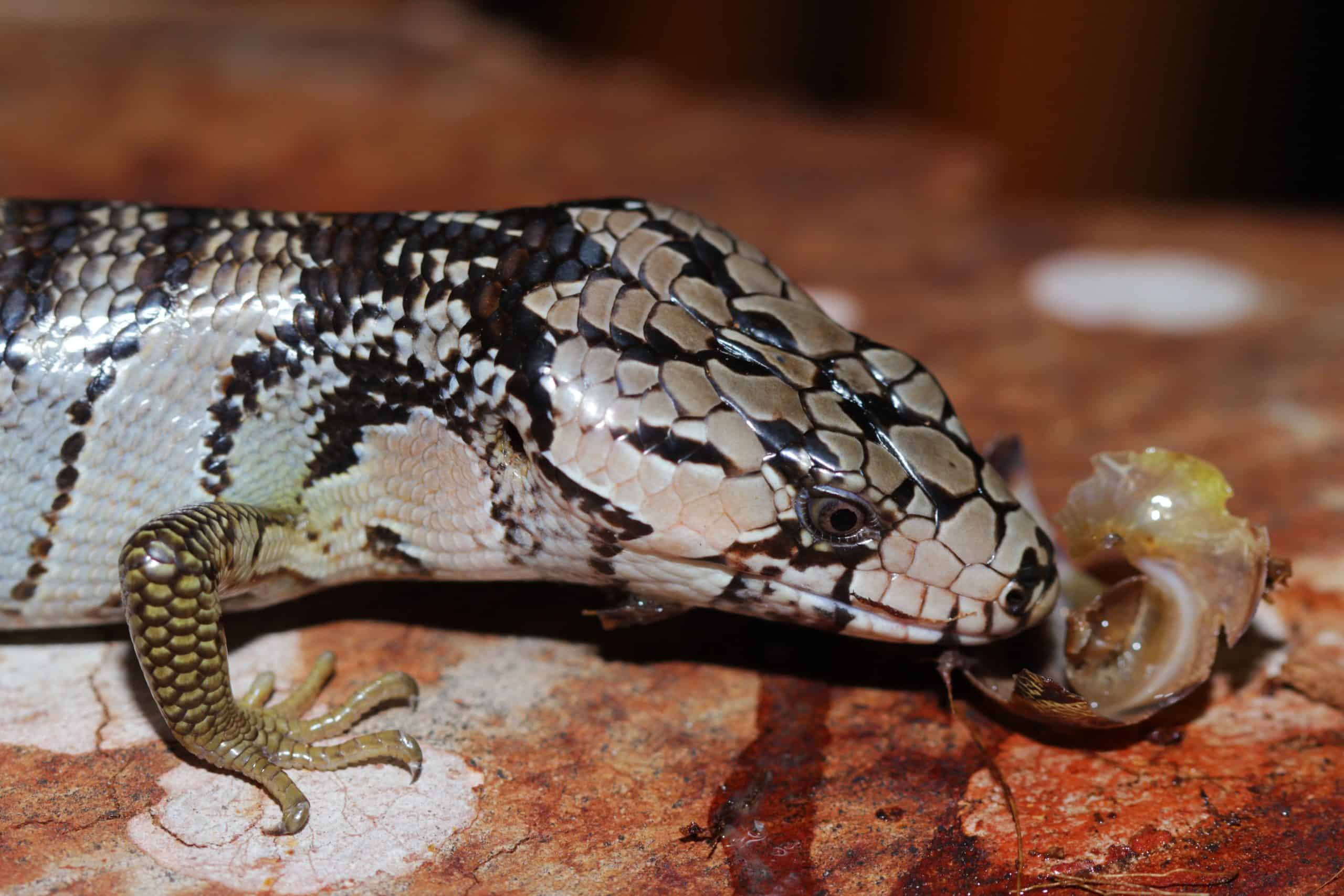 closeup of pink tongue skink after its meal