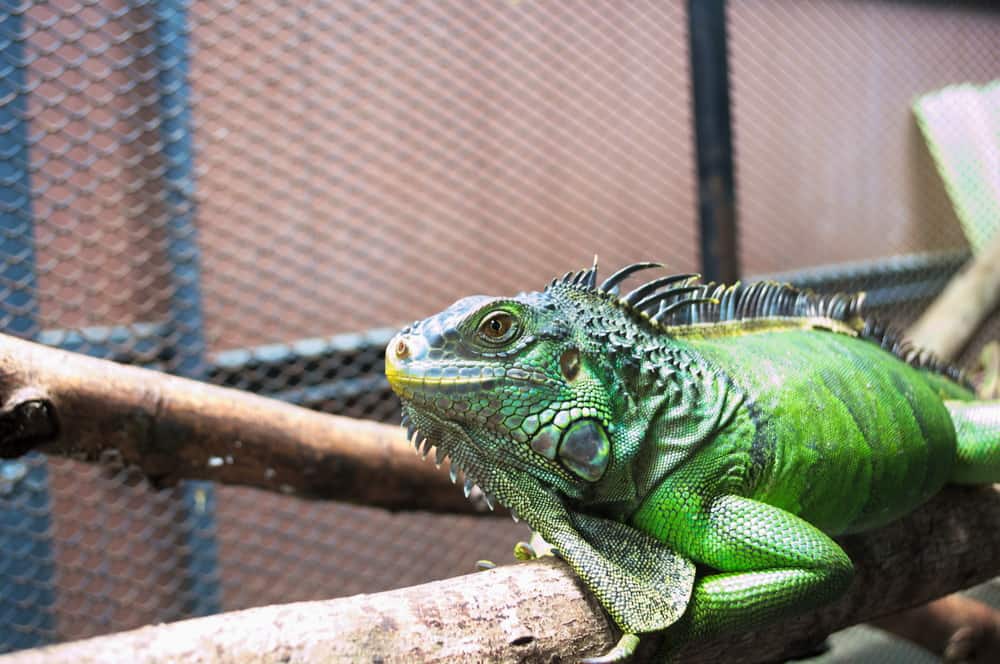 green iguana in outdoor iguana cage