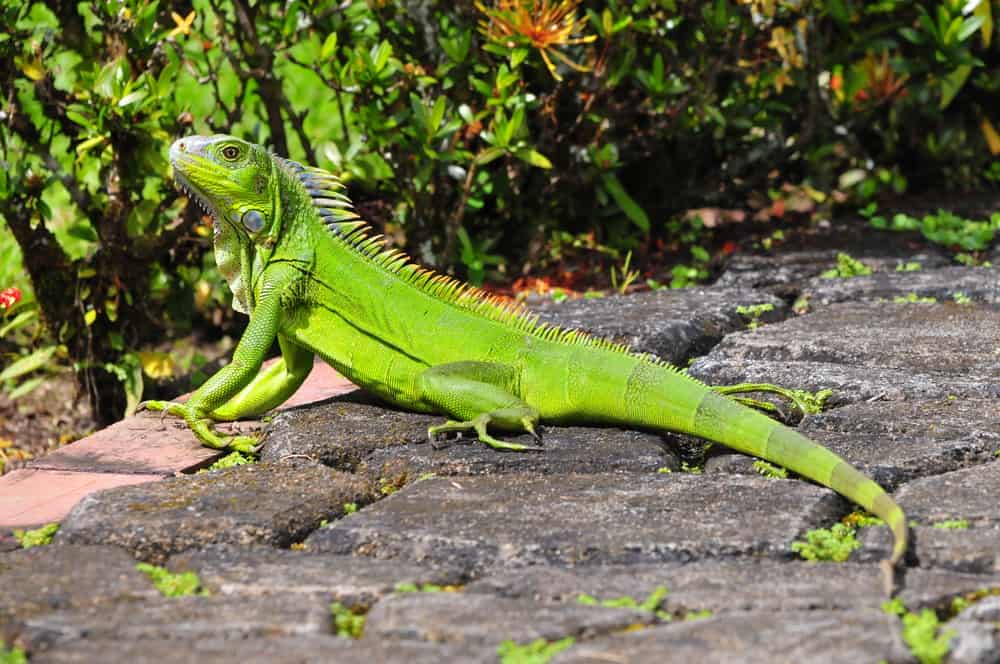 green iguana on stones