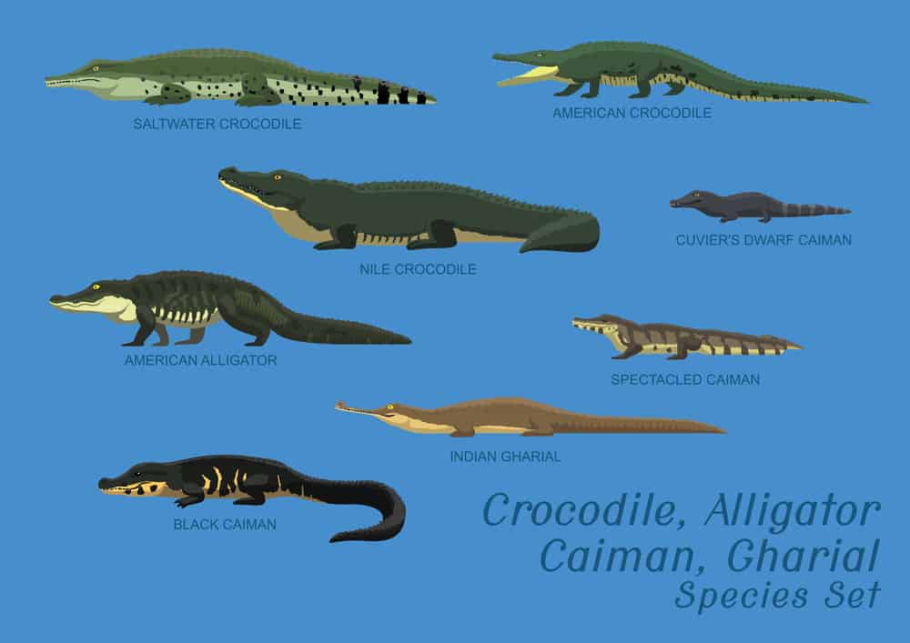 illustration comparing various reptile sizes