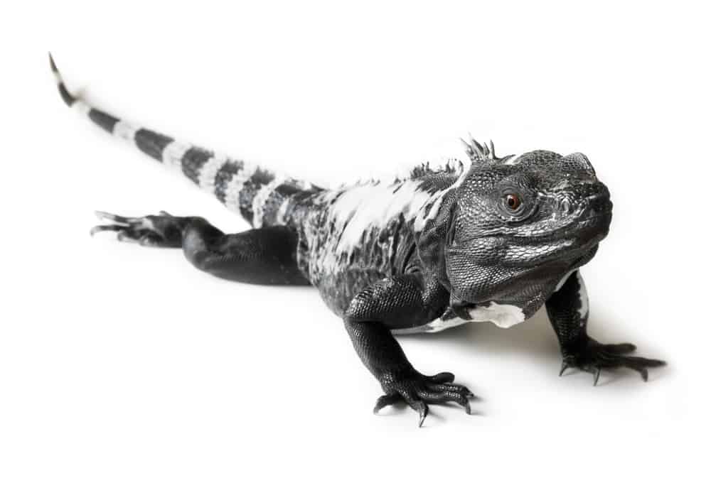 long tailed adult iguana 