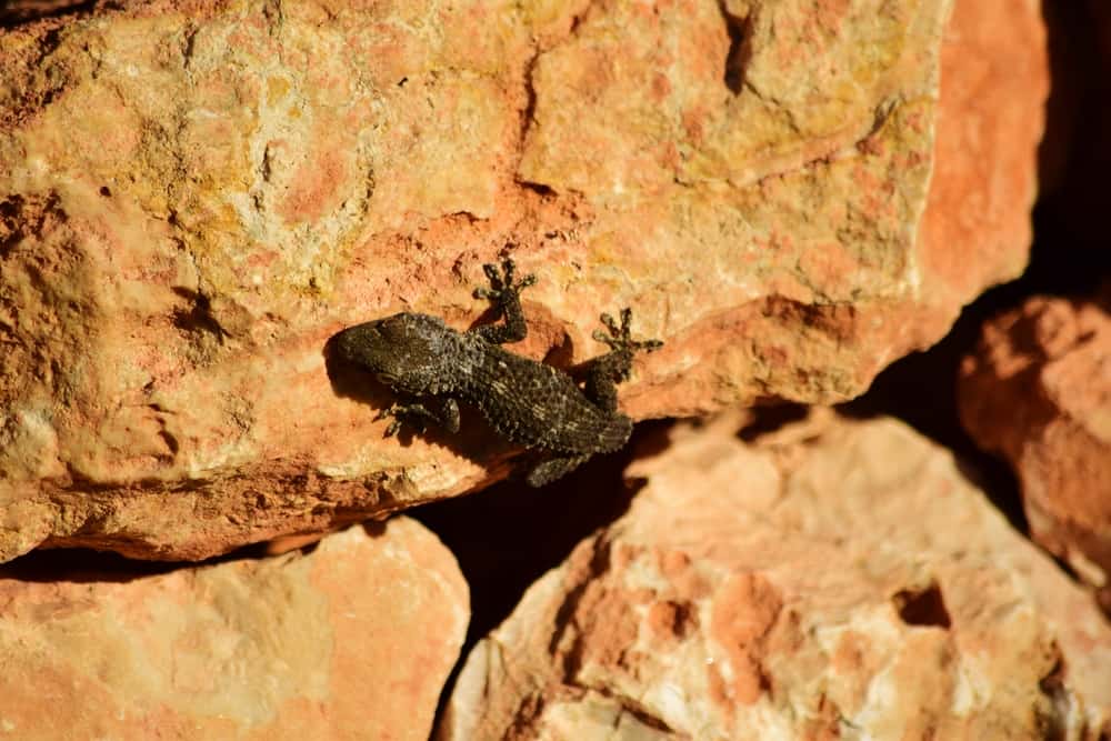 Moorish Gecko crawling on large rocks