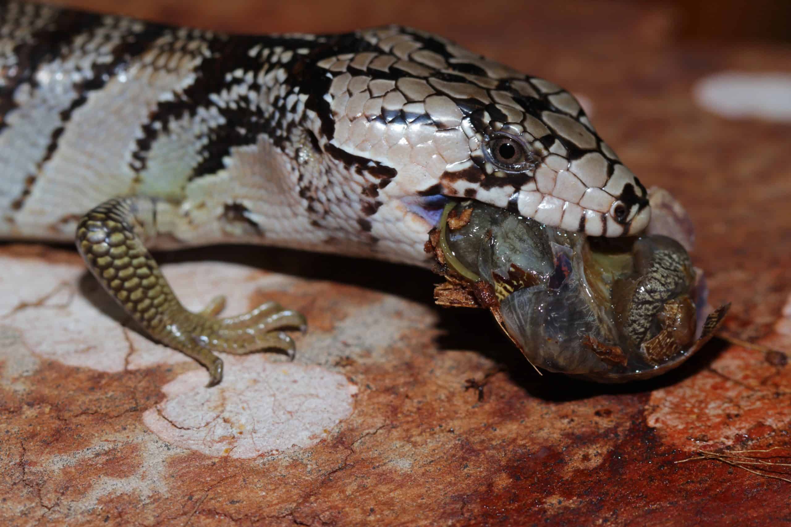 pink tongue skink eating a snail