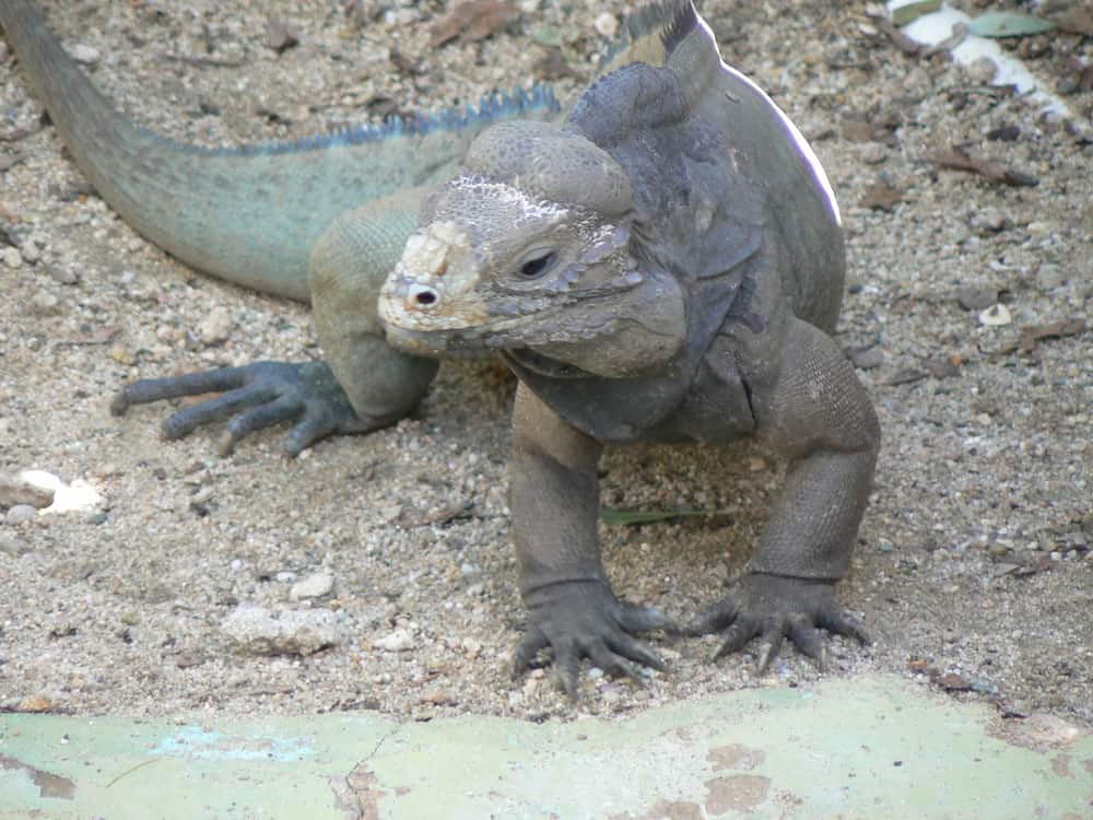 rhino iguana camouflaging against the ground