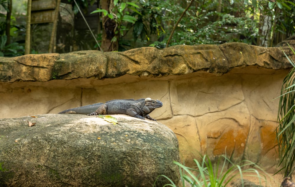 small Rhinoceros Iguana on a rock