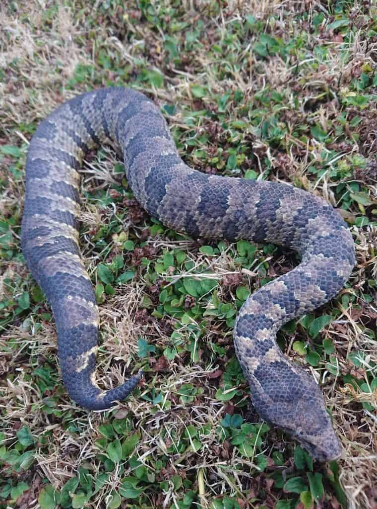 portrait shot of viper boa on the ground