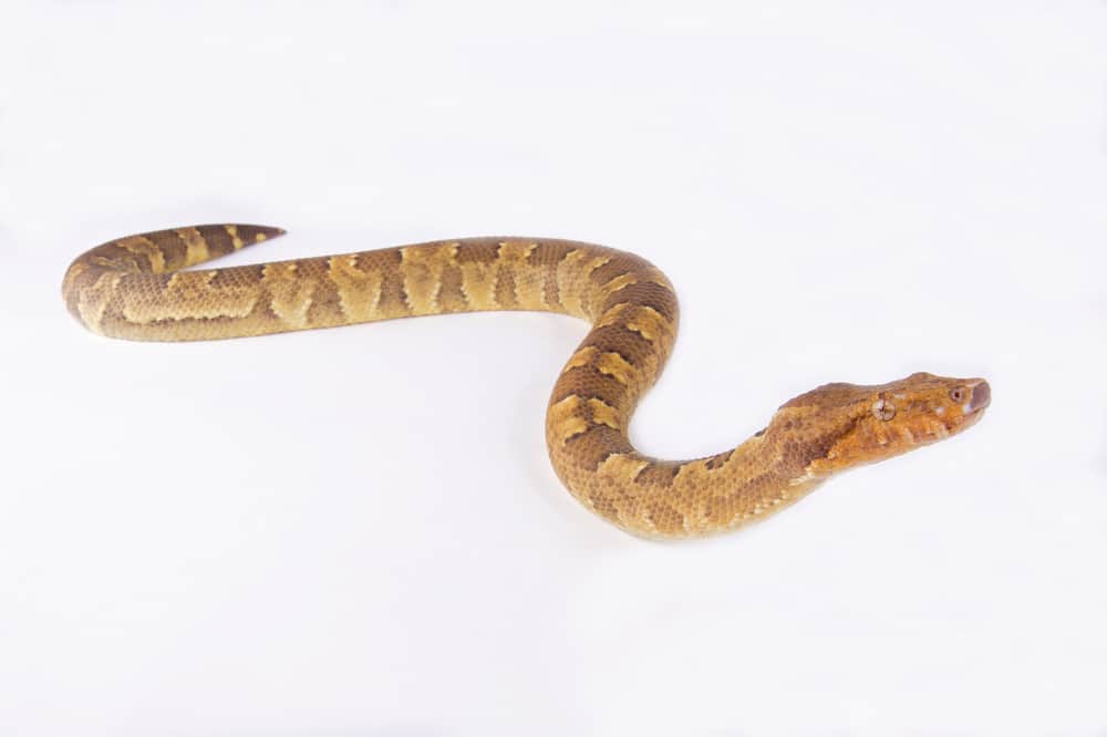 viper boa against plain white background