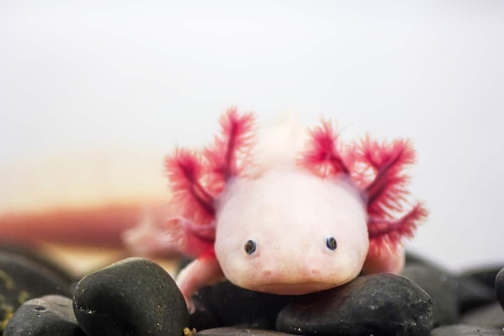white axolotl on black rocks