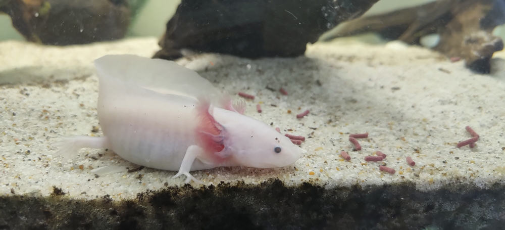 white axolotl resting on its substrate