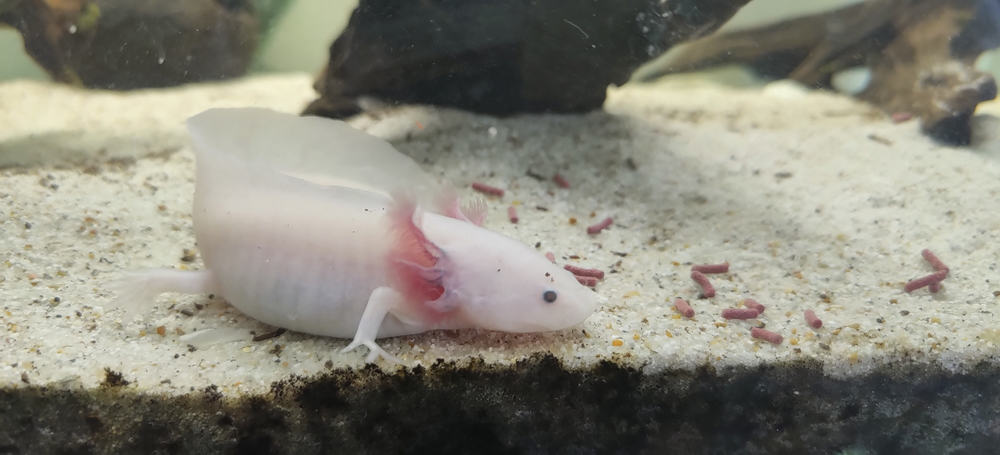 What Do Axolotls Eat? - A-Z Animals